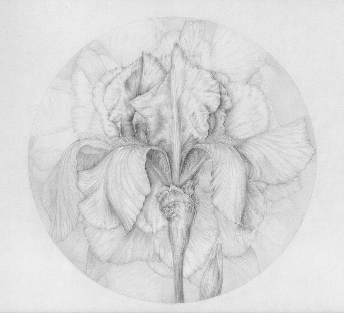 Marta Chirino | Delilium V