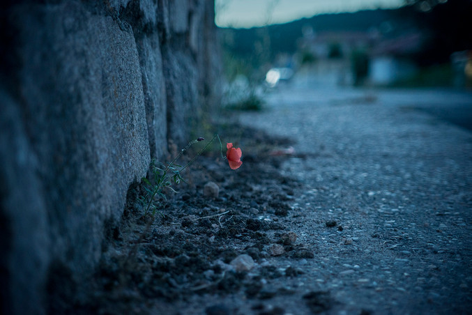 Irene Cruz | Irene II Blumen