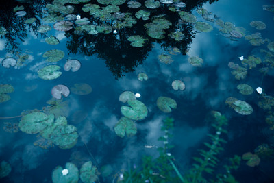 Irene Cruz | Nadine I Blumen