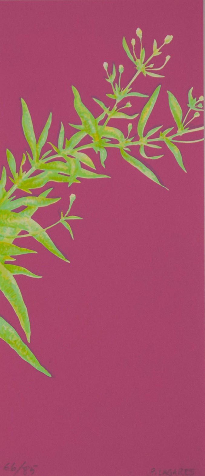 Paco Lagares | Arbusto