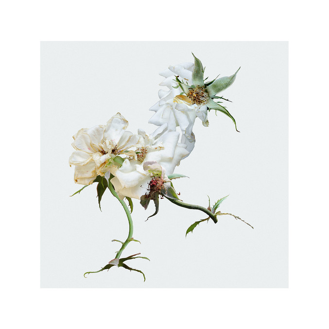 Xurxo Gómez-Chao | Jalo (Bestiario III)