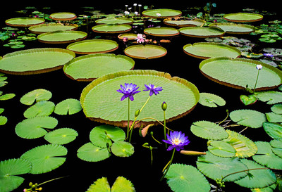 Andy Sotiriou | Victoria Amazónica (giant waterlily)