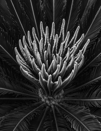 Andy Sotiriou | Cycad